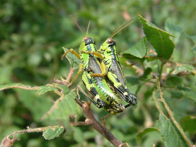 Miramella (Nadigella) formosanta